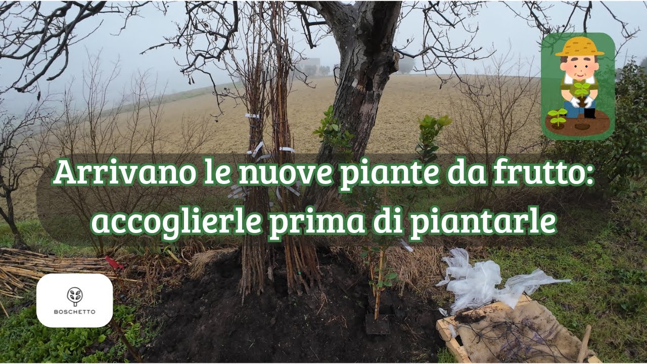 Arrivano 35 nuove piante da frutto 🌱 | Radice nuda, compost e rispetto dei tempi della natura