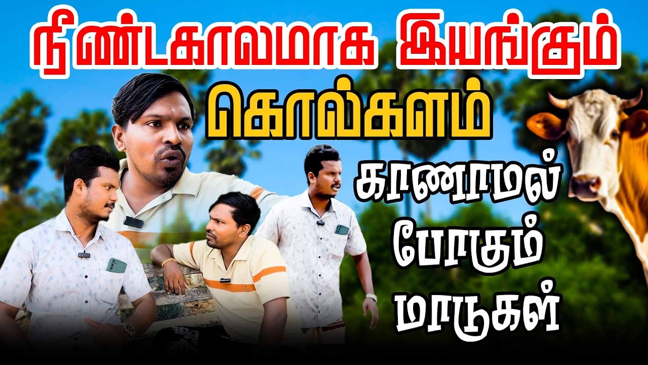 திடீரென களவு போகும் மாடுகள் | நடப்பது என்ன? | Akkuddiyum pichumaniyum #akkuddipichumani