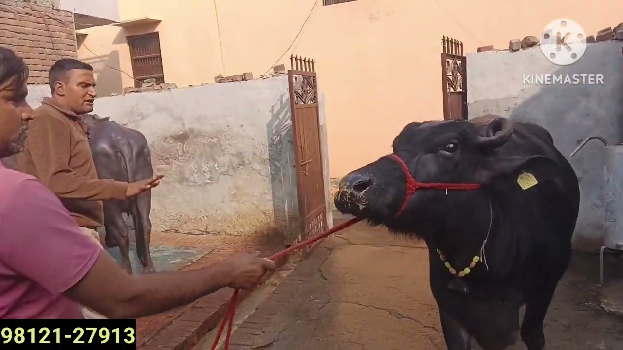6 लाजवाब झोटी सेल के लिए सतीस मलिक डैयरी फार्म जीद