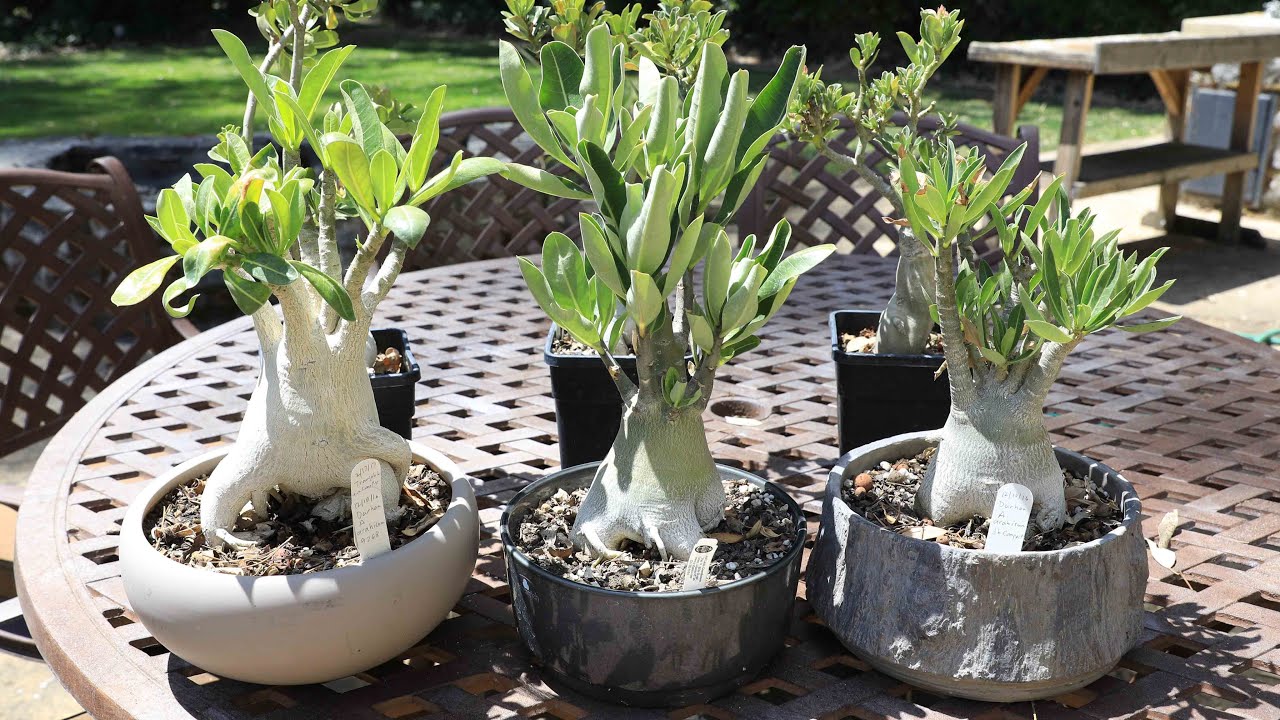 Выращивание Adenium obesum и Arabicum — Розы пустыни — как ухаживать за этими замечательными раст...