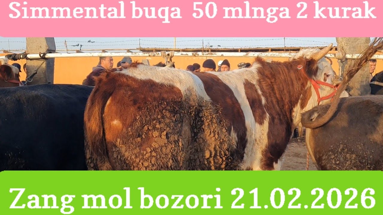 50 mlnga simmental Boqma buqa  ko'chat buqa xar xilidan bor Zang mol bozori 21.02.2025 