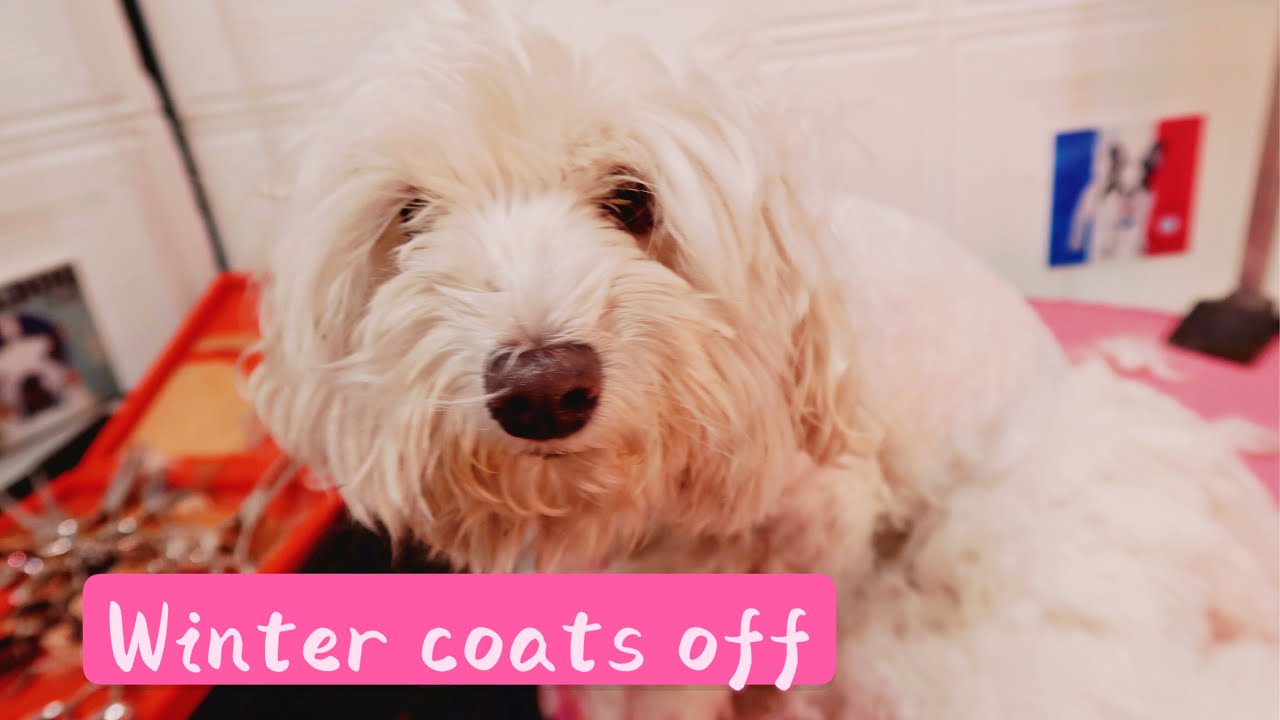 Dog Grooming | Shaving off the matted coat on a Maltese