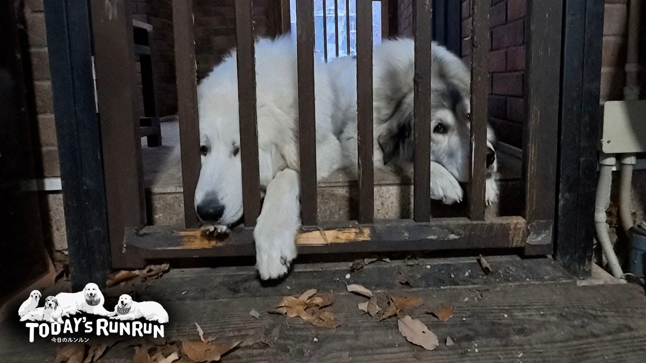 ブラッシング待ちは退屈なので不貞腐れるベルとリリーです　Great Pyrenees　グレートピレニーズ