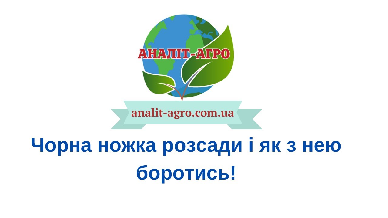 Чорна ножка розсади і як з нею боротись!