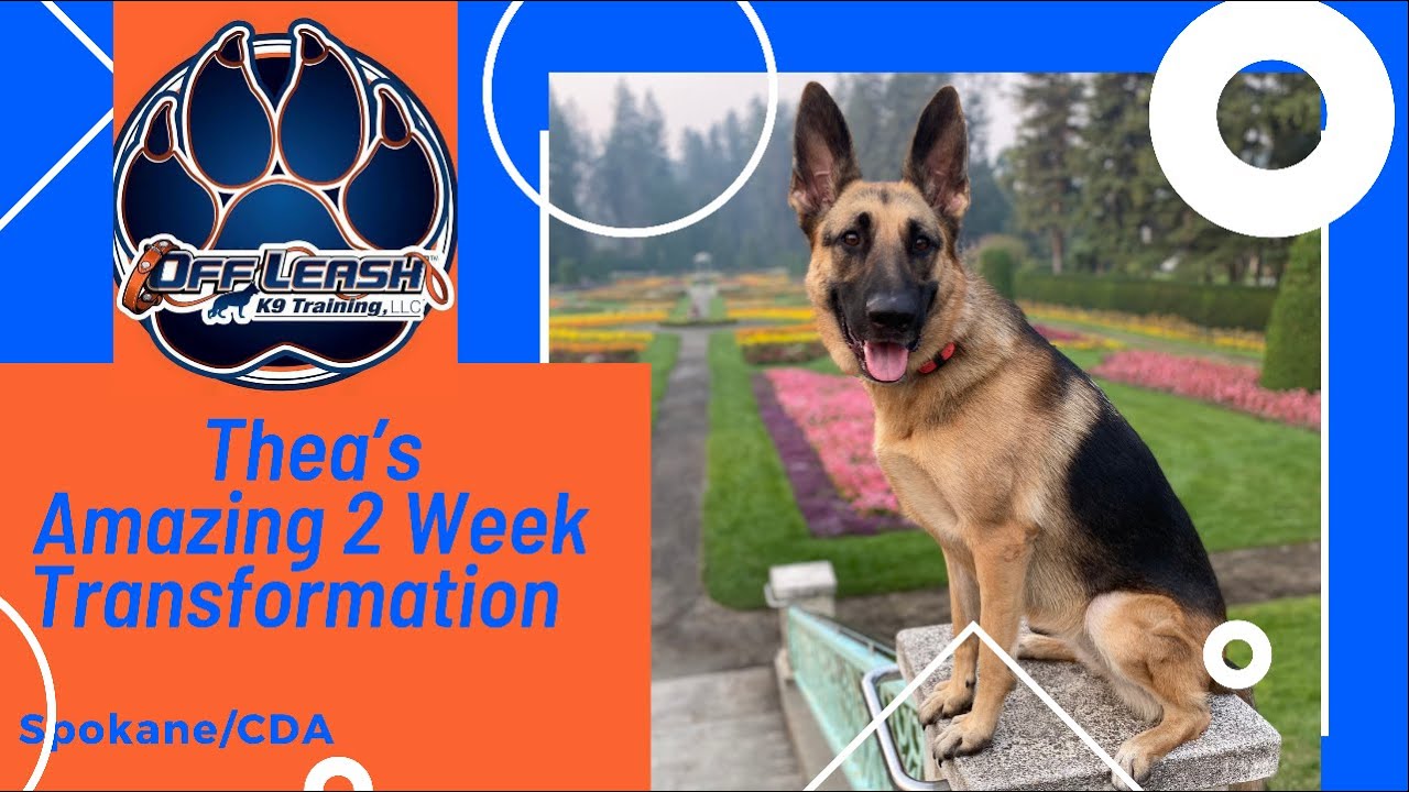 German Shepherd, 2 y/o "THEA" | Amazing Off Leash Obedience | OLK9