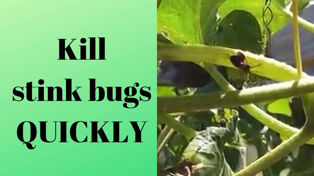 How to kill stink bugs without them stinking