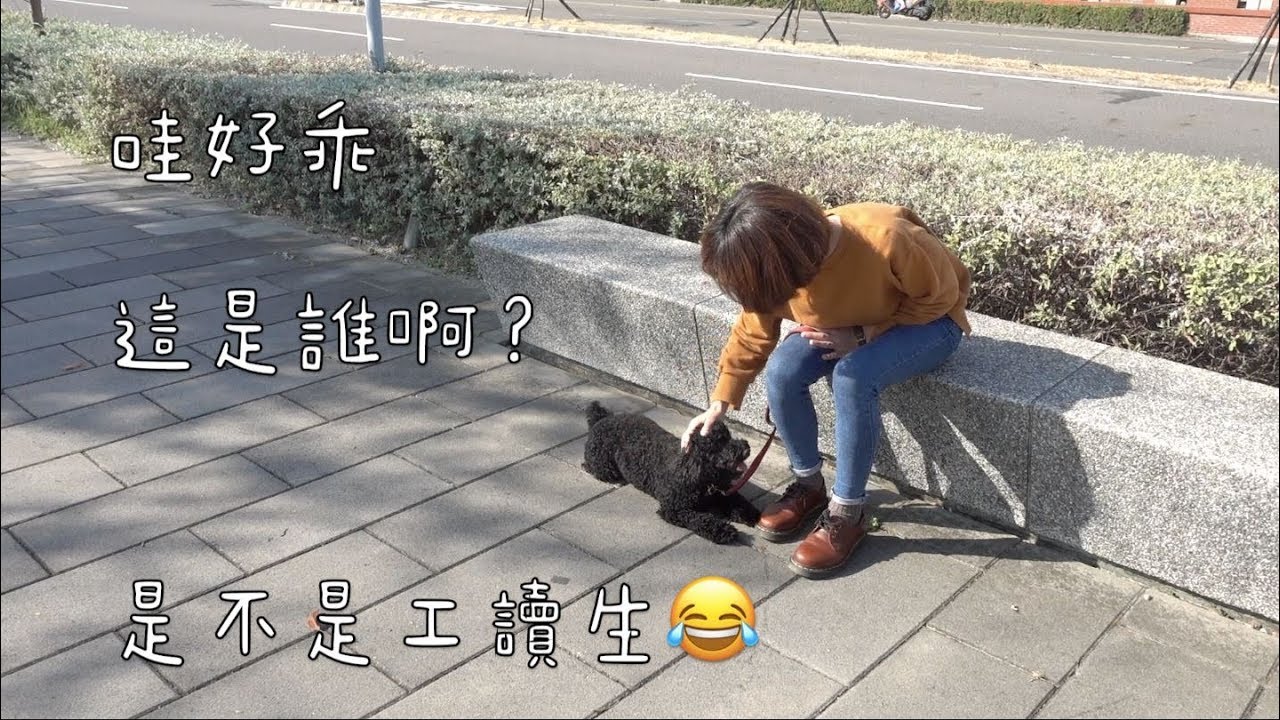 才上了幾天課狗狗乖到都變工讀生了？ 狗狗真的比人好訓練【狗狗課程記錄🐶】