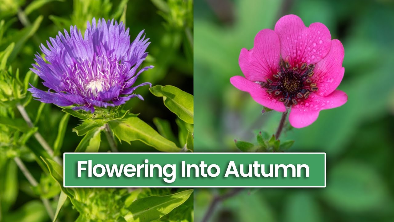 10 Perennials That Will Flower from Late Summer Into Autumn/Fall