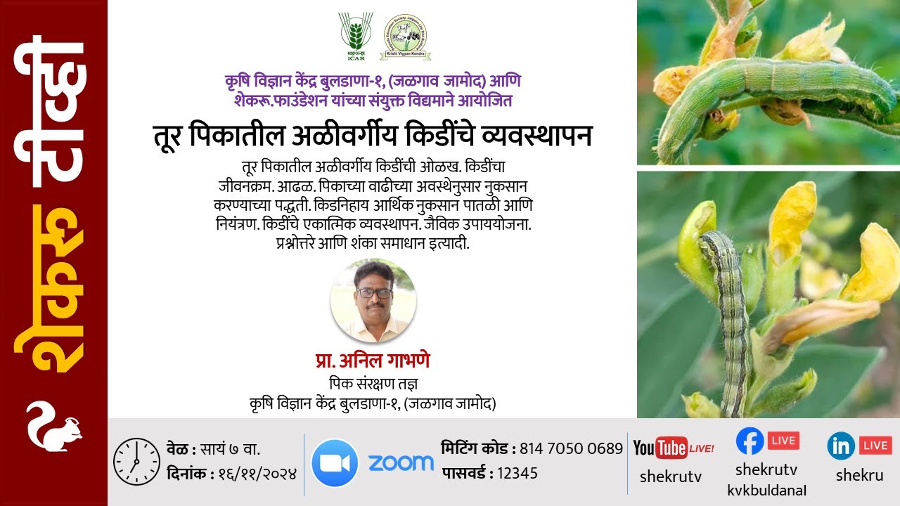तूर पिकातील अळीवर्गीय किडींचे व्यवस्थापन / प्रा. अनिल गाभणे