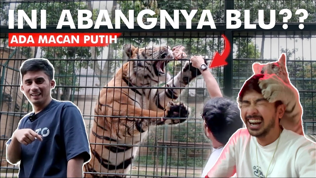 MAIN SAMA HARIMAU PUTIH @AlshadAhmad SERU BANGET