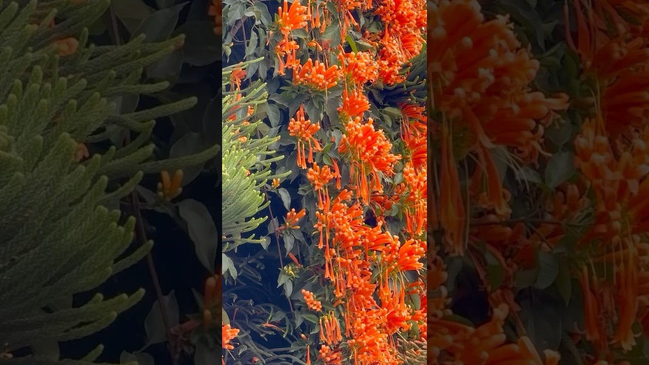 Pyrostegia Venusta - The Stunning Flame Vine | अग्नि बेल / नारंगी तुरही लता #FlameVine #flowers