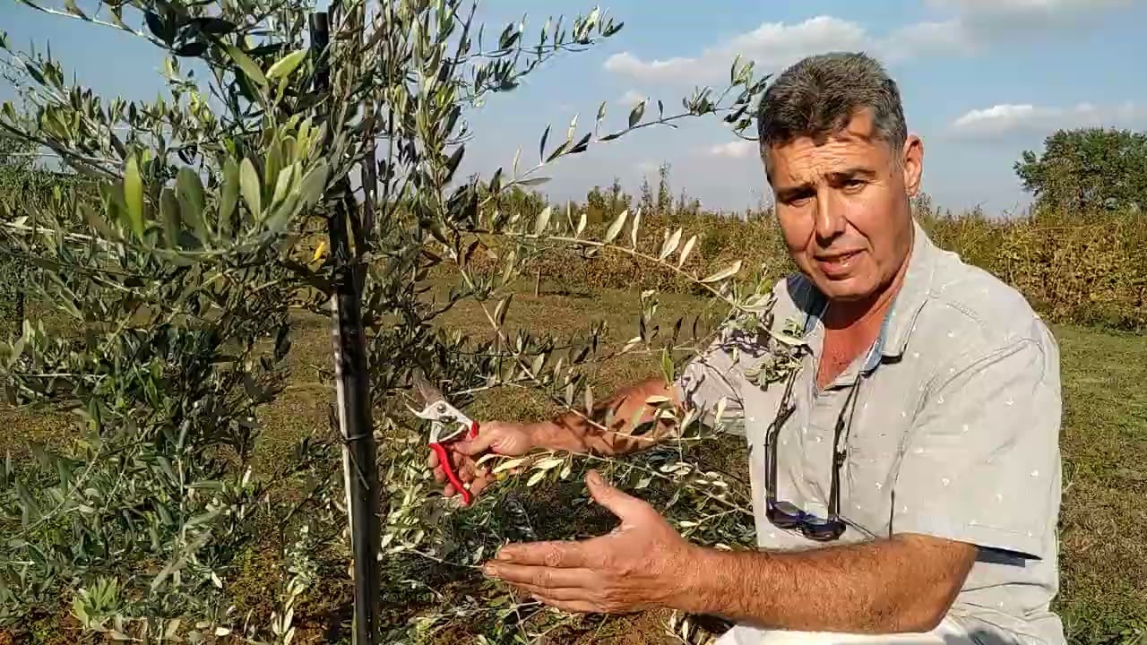 Βιολογικός ελαιώνας Τιμίου Προδρόμου 2 ετών