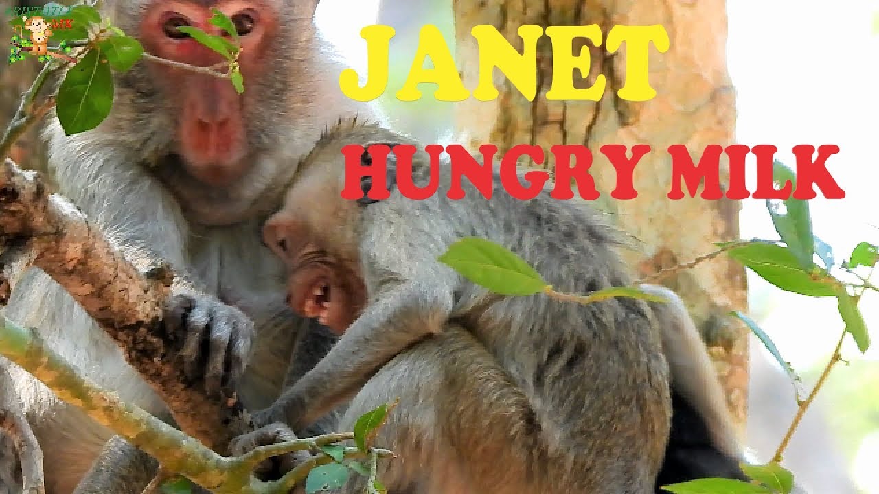 NO NO NO MILK , JANE DENY MILK TO HER DAUGHTER JANET TILL CRY , JANET STILL TO GET MILK MOM |