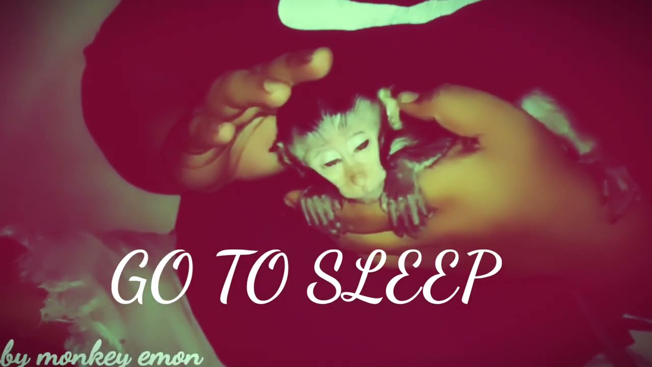 cute baby monkey emon sleeping in my hand
