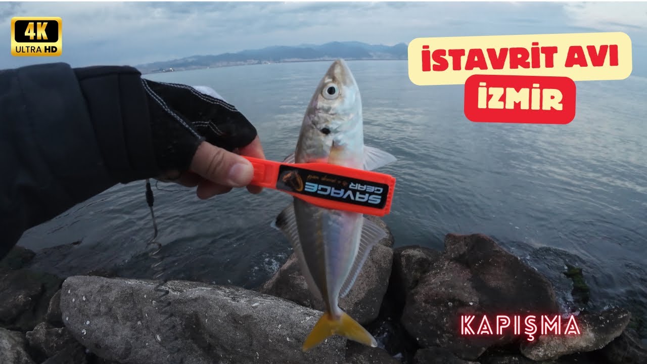 İZMİR K&Ouml;RFEZ İSTAVRİT AVI | TATLI BİR KAPIŞMA | KEDİLERLE K&Ouml;ŞE KAPMACA