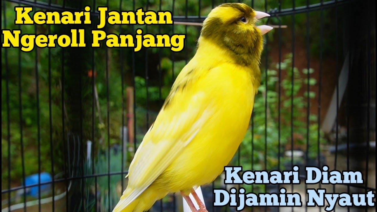 Kenari Jantan Gacor Panjang Cuit Cuit Emosi, Pancingan Kenari Paud Belajar Bunyi, terapi ampuh