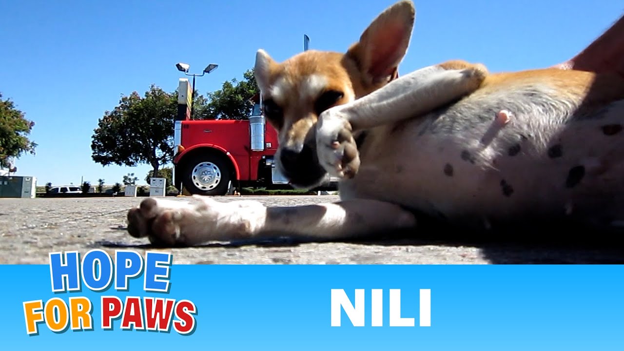 Rescuing a dog (Nili) from the desert.  Please share and help us find her a home. #hope