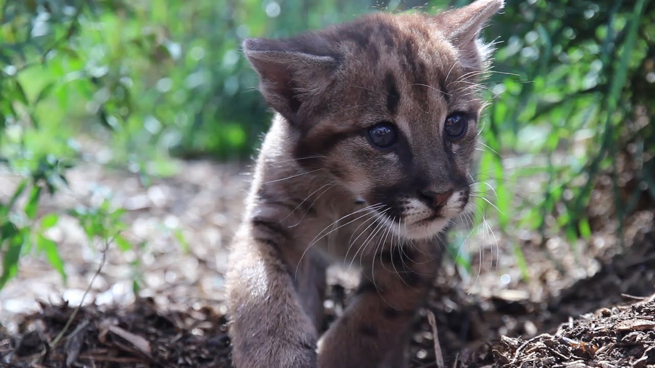 Cat Survival Trust Update - Confuzzled 2014