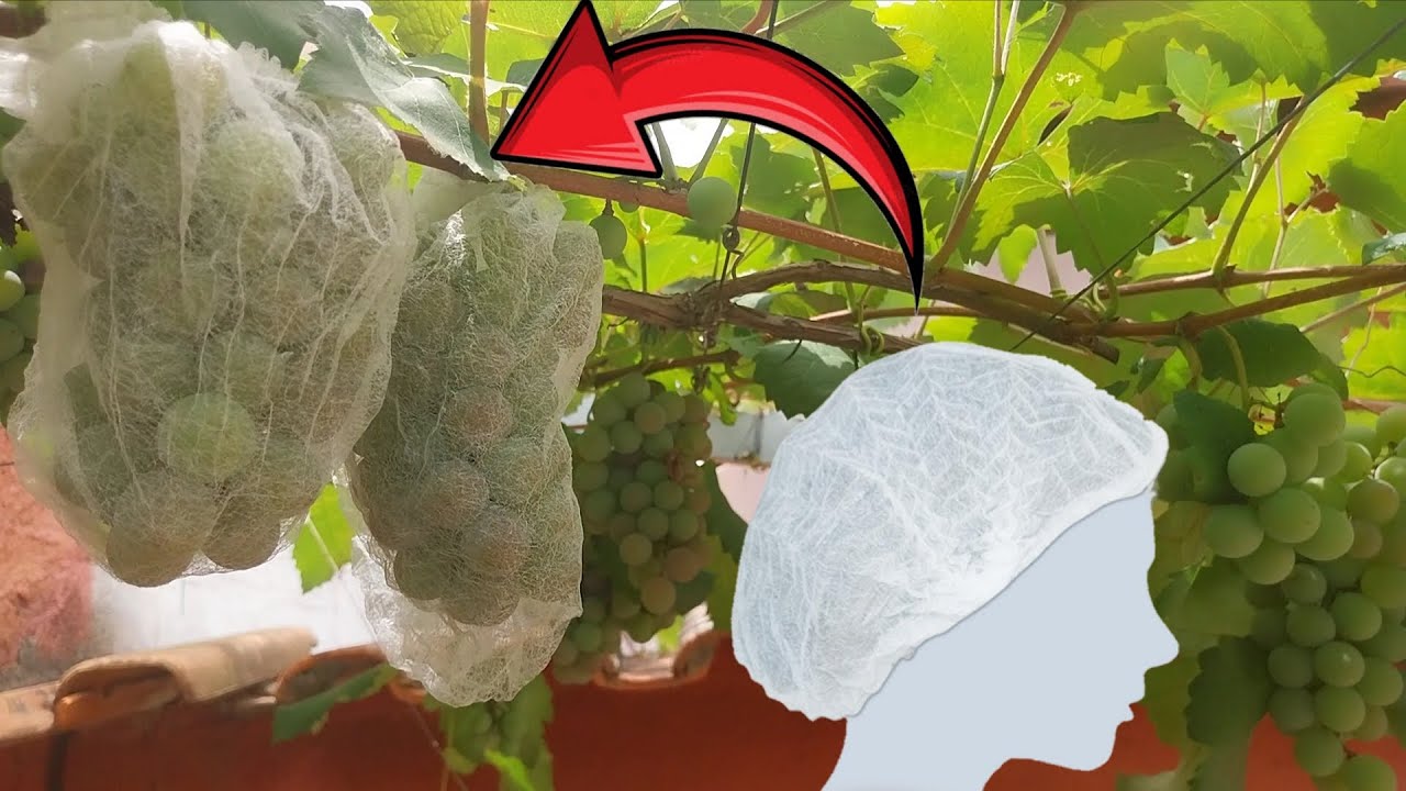 Utilizando Toucas para proteger frutas! Goiabas, uvas, figos...