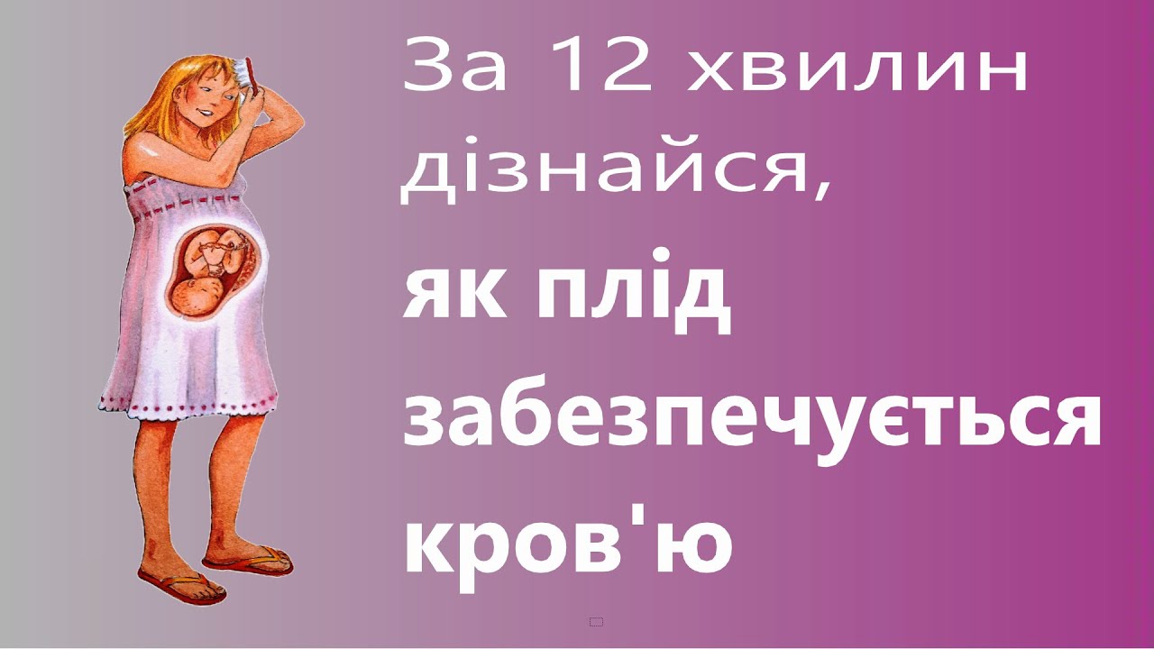 КРОВООБІГ  У ПЛОДА. Анатомія людини