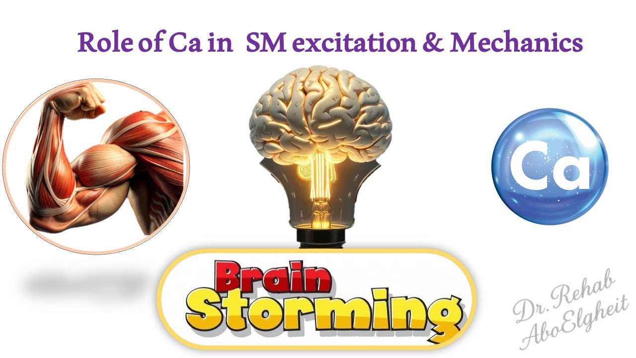 Role of Ca in skeletal muscle excitation and mechanics