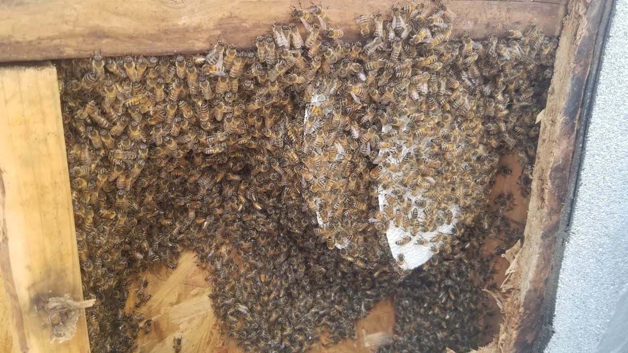 Honeybee Cutout: Second to last for the year.