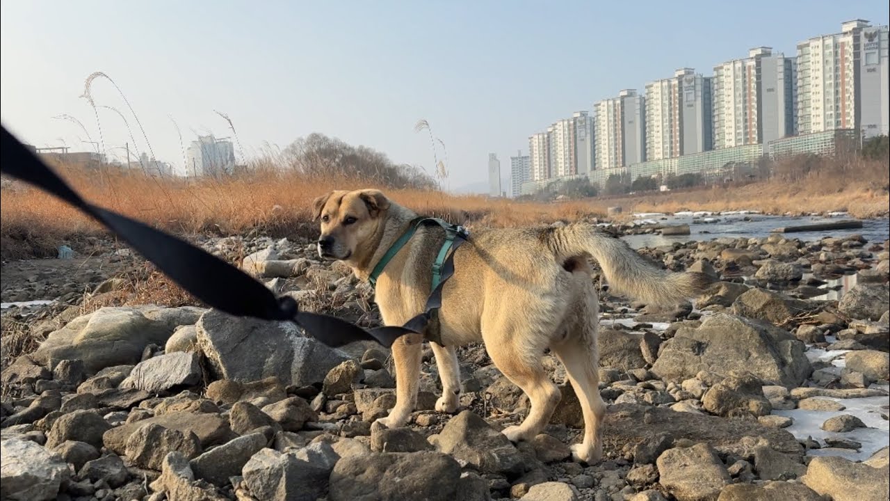 어느 겨울날 갈대밭 산책길