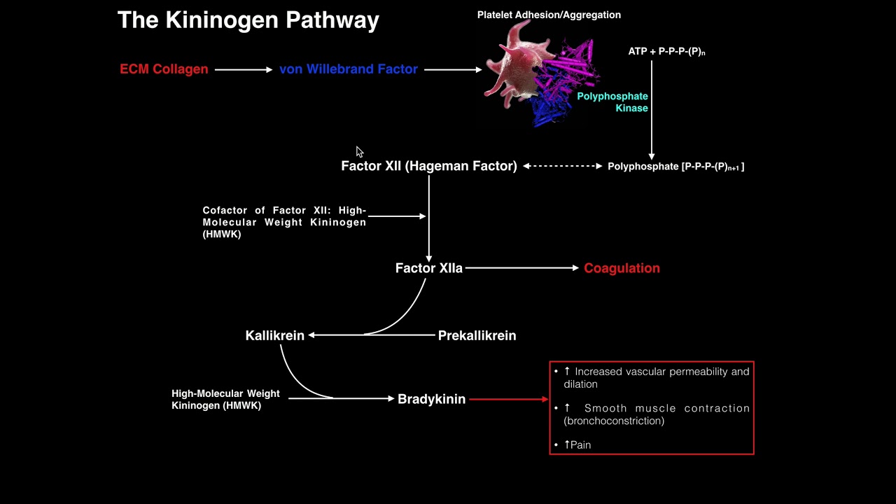 Coagulation | The Kininogen Pathway & Bradykinin