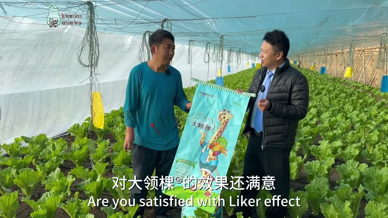 Liker Polymeric Water-Soluble Fertilizer: A Powerful Tool for Chinese Cabbage Quality & Yield