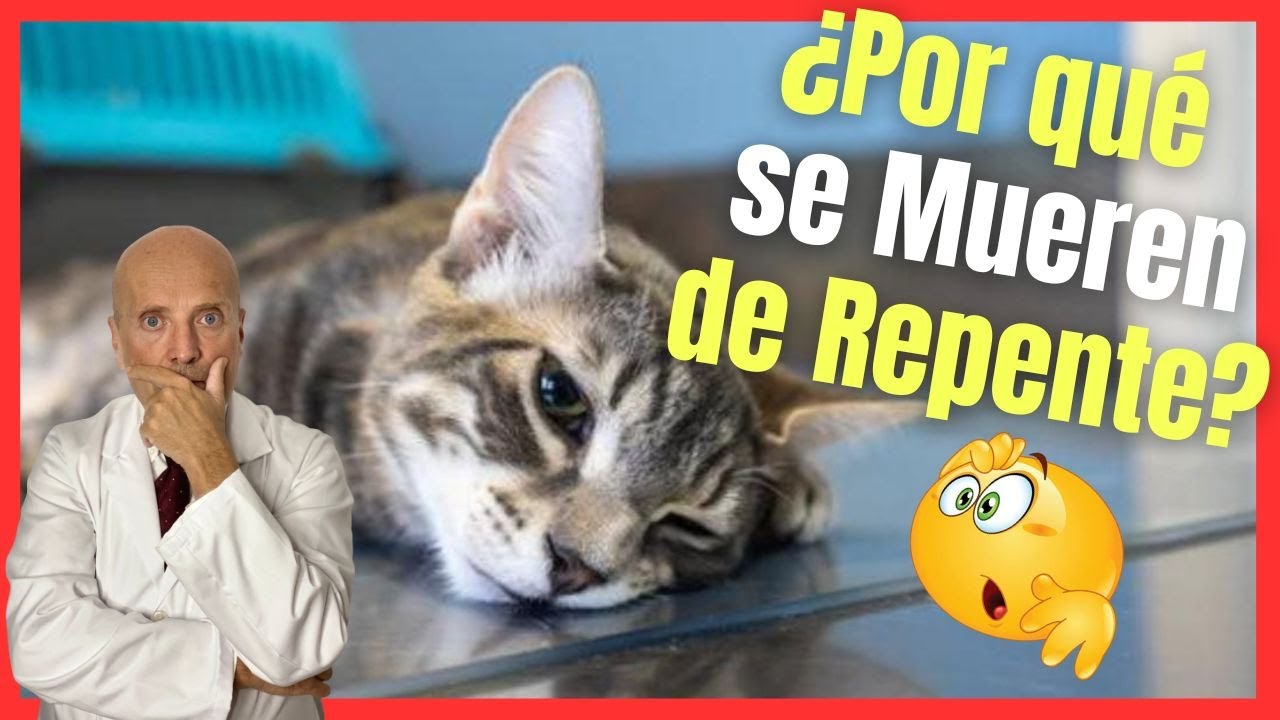 🔴 ¿PORQUÉ LOS GATOS SE MUEREN DE REPENTE? 💔 CAUSAS DE MUERTE SÚBITA EN GATOS