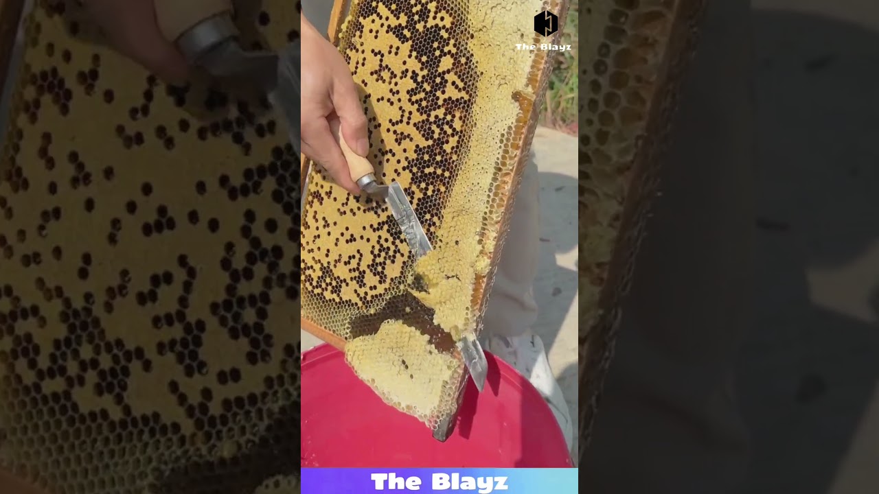 Honeycomb CLEANUP! 🍯 Extra Wax Trimmed for PURE Golden Honey!