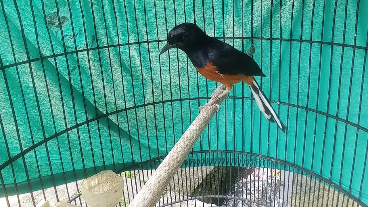murai batu Medan
