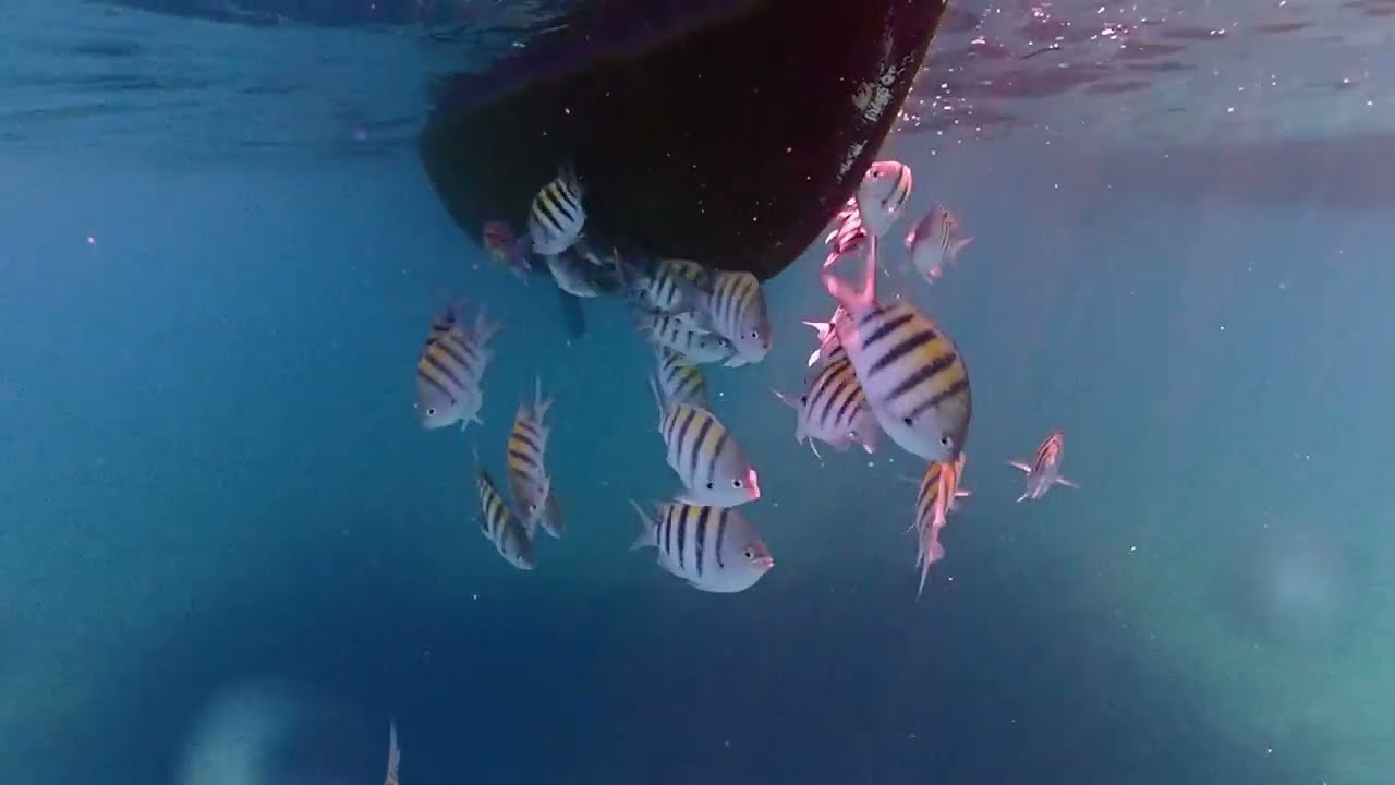 Snorkeling - Nassau, Bahamas