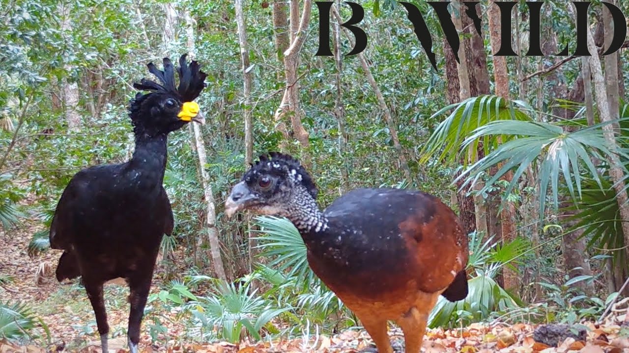 Animales Salvajes - Wildlife | Puma Cougar, Jaguar, Hocofaisán Curassow, Tayra, Aves Birds | Mexico