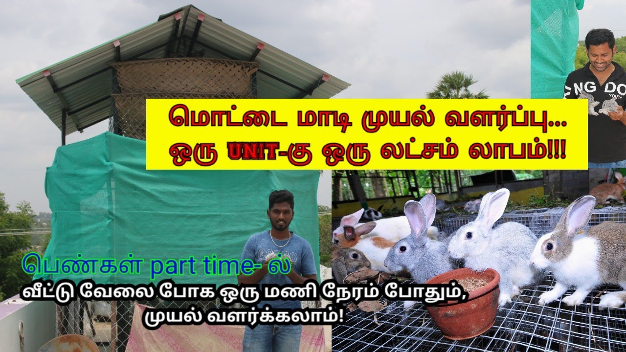 Rabbit farming on terrace in tamil|மொட்டை மாடியில் முயல் வளர்ப்பு-ஒரு unit ku ஒரு லட்சம் லாபம்!