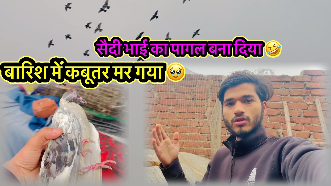 आज पूरी छत साफ़ करदी or barish me kabutar mar gya 🥹 || #harshpigeontips #pets #vlog 
