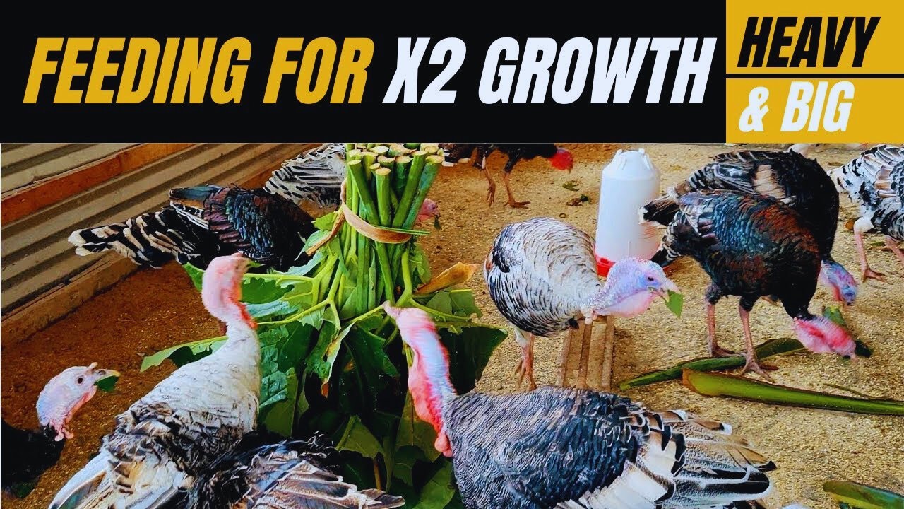 What to feed Turkeys and Poultry in 2026