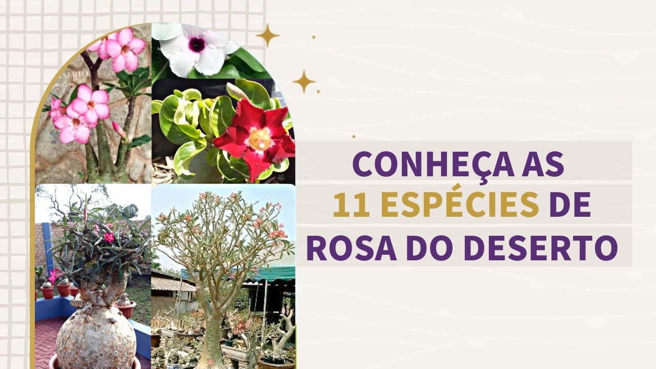As *11 ESPÉCIES* de ROSA DO DESERTO: GUIA COMPLETO
