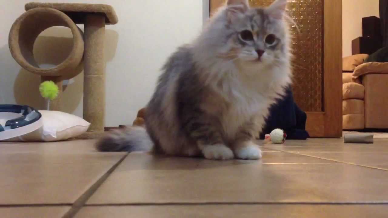 Super cute siberian kitten chases biscuits