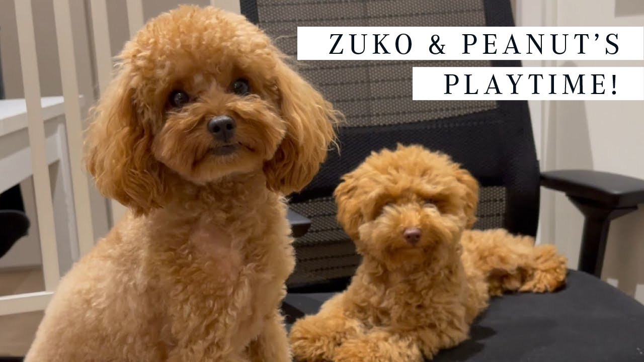 2 TOY POODLES | Zuko & Peanut's Playtime #2