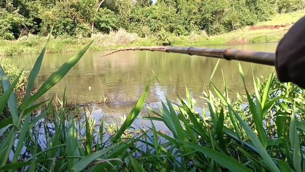 Pescaria de traíra na represa