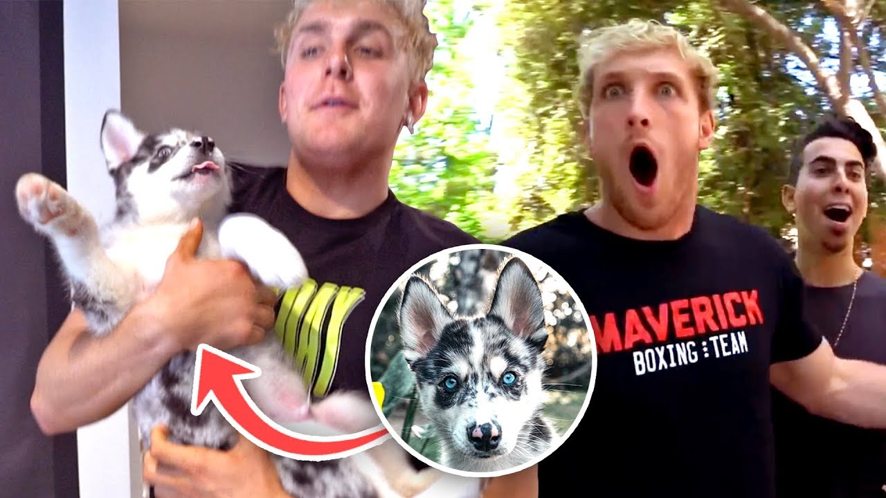 I STOLE BROTHER LOGANS NEW PUPPY!! (rip kong)