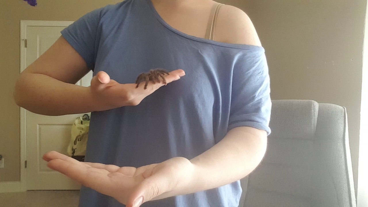 Tarantula jumping - Avicularia metallica