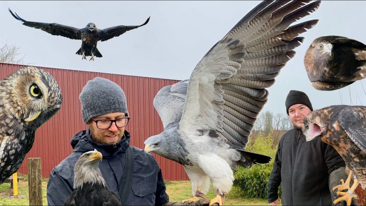 Hausbau für Käuzchen, Adler und mehr 🦅🦉😊 - Greifvogelwarte Feldatal