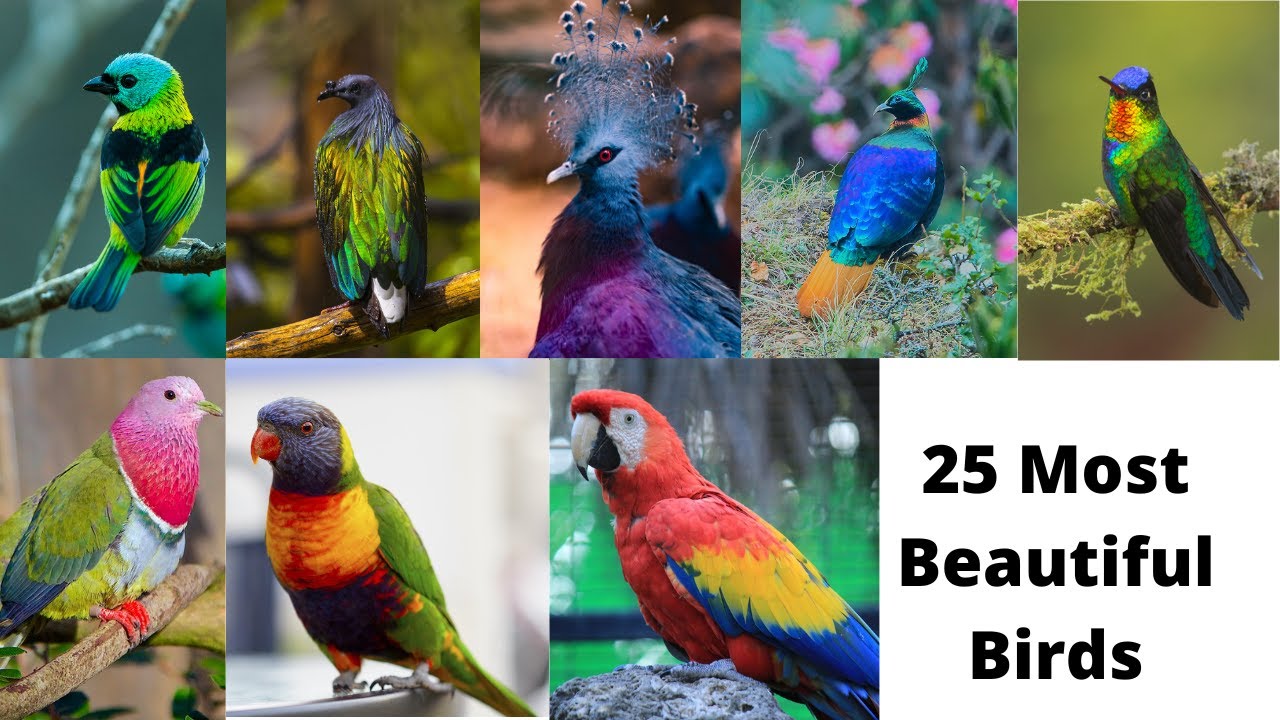 25 Most Beautiful Birds in the Planet Earth
