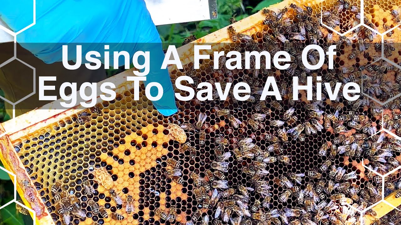 Using a frame of eggs to make a new Queen right colony! Pt2