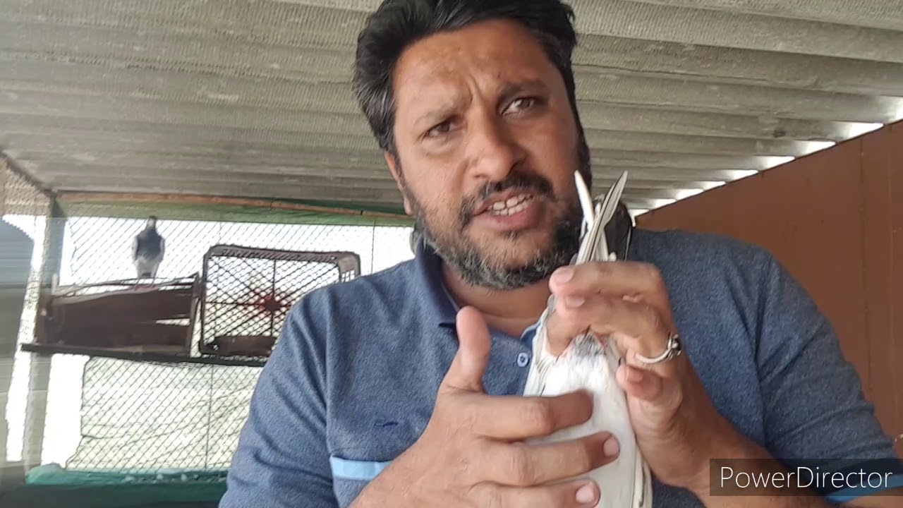 Kabootar, achay kabootar ki hadi joor ki pehchan part.2 with habib in video no.30