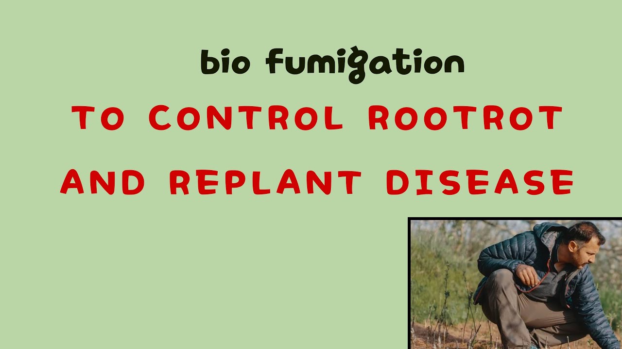 Bio fumigation - best way to control soil born diseases | Root rot | Collar rot | replant disease |