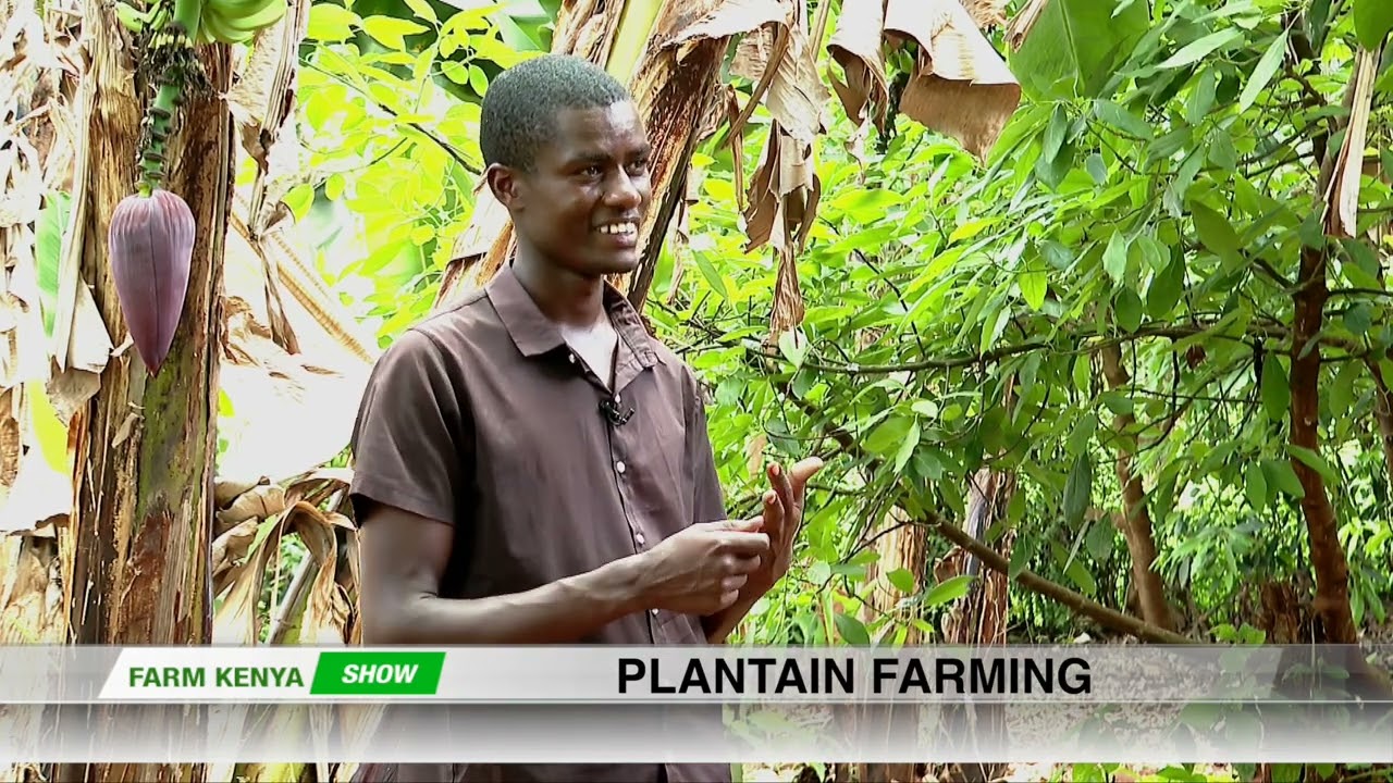 PLANTAIN FARMING|| FARM KENYA