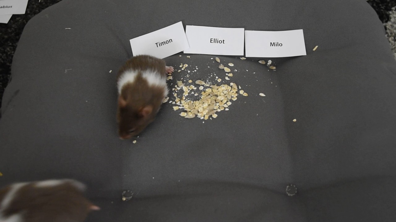 Hamstermania
